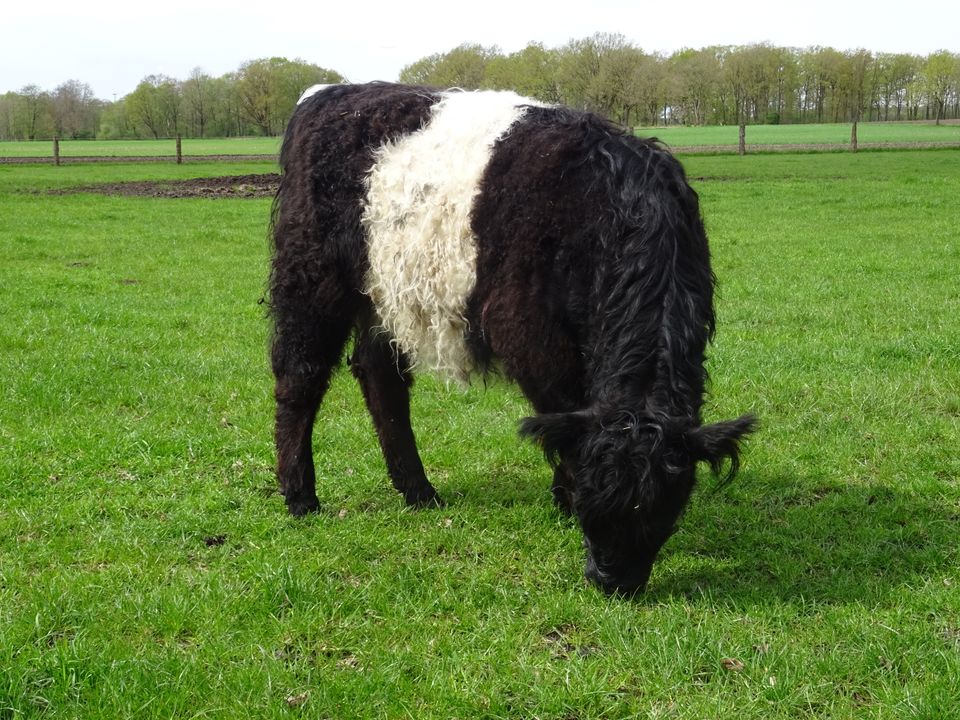 Belted Galloway Jungrind in Otter