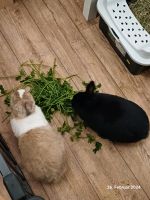 2 kastrierte Kaninchen Männchen und Weibchen zu vermitteln Essen - Essen-Kray Vorschau
