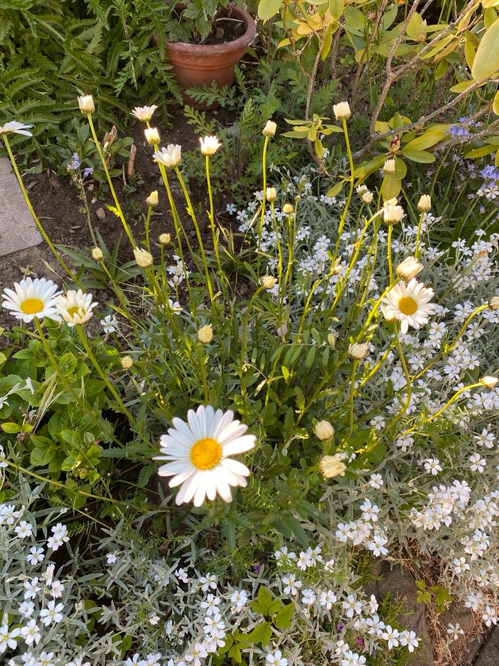 Margariten Balkon Gartenblumen winterfest je gr.Topf 5€ in Pohlheim