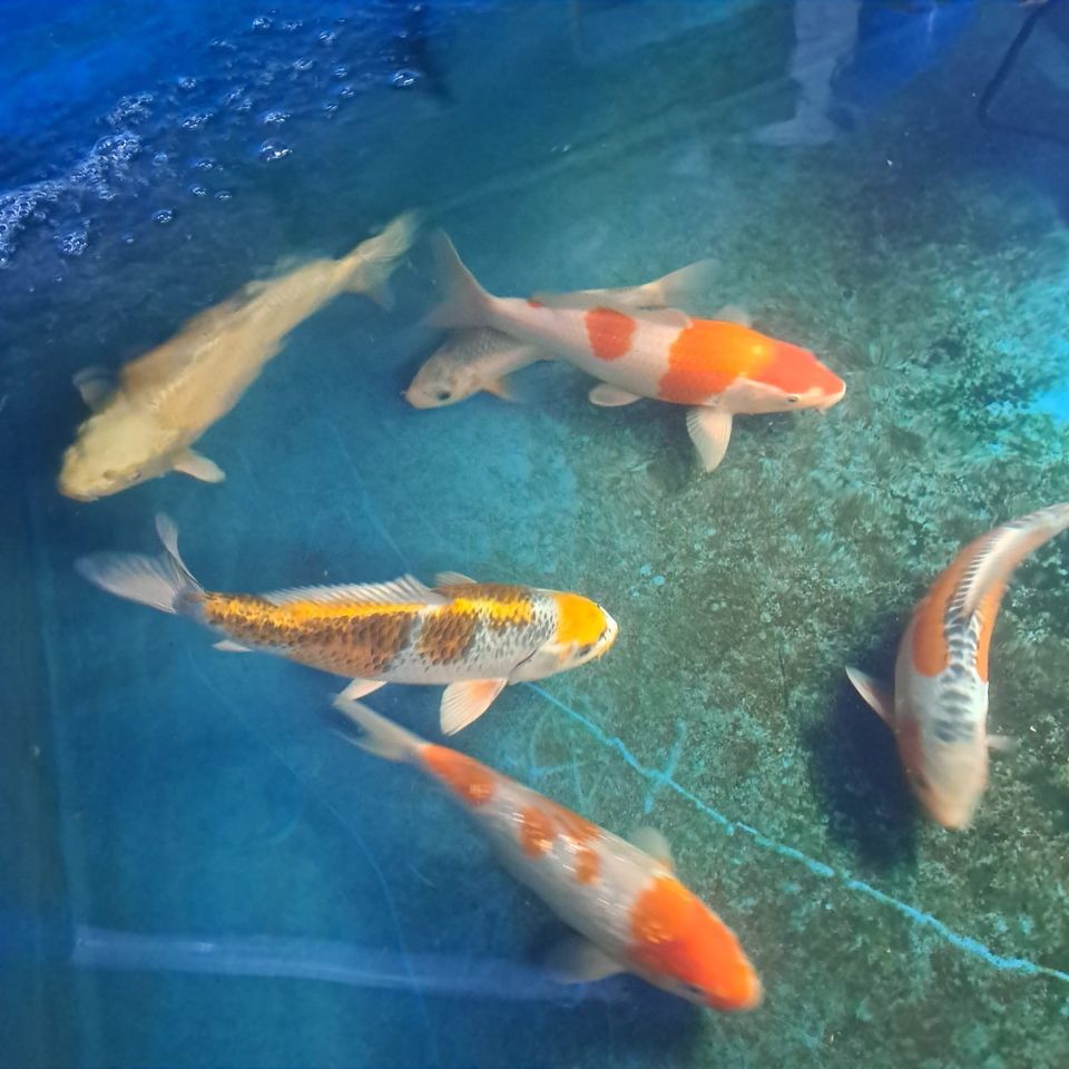 Koi konishi nisai in Seegebiet Mansfelder Land