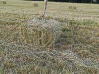 Heu, Futtermittel für Hasen, Kleintiere, Pferde, Nutztiere Sachsen - Frohburg Vorschau