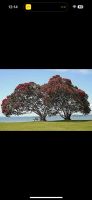 Neuseeländischer Weihnachtsbaum,Metrosideros Excelsa,Bonsai Brandenburg - Forst (Lausitz) Vorschau