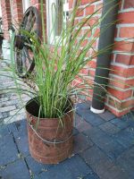 Gräser Miscanthus Pflanze Garten Ableger Nordrhein-Westfalen - Minden Vorschau