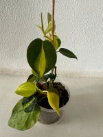 Philodendron Brasil Bayern - Regenstauf Vorschau