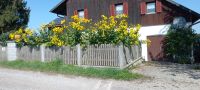 Silphie , Bienenpflanze, Sichtschutzhecke, Bieinenweide, Bayern - Hebertsfelden Vorschau