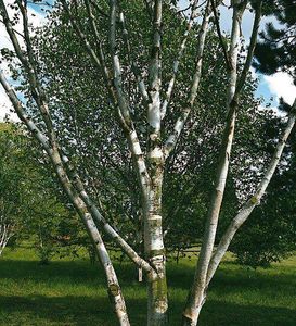 Birke Pflanzen, Garten Möbel gebraucht kaufen in Nordrhein-Westfalen | eBay  Kleinanzeigen ist jetzt Kleinanzeigen