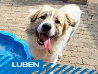Lernwilliger Junghund Luben sucht Zuhause mit großem Garten Roßleben-Wiehe - Roßleben Vorschau