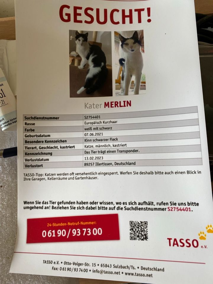 Mein Kater Merlin, was ist passiert? in Illertissen