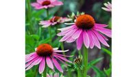 Sonnenhut rot Echinacea Blumensamen aus eigenem Garten Bayern - Schongau Vorschau