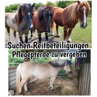 Hast du Interesse an Reitbeteiligung , Pflegepferd Schleswig-Holstein - Hörup Vorschau