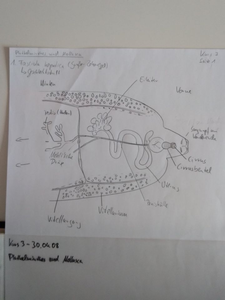 Zeichnungen Schnippelkurs Biologie Pflanzen Tiere Studium Kunst in Regensburg