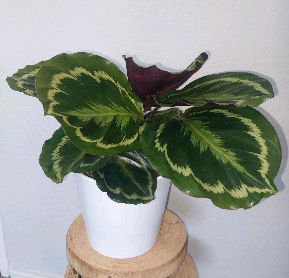 Calathea Medallion 45cm Korbmarante in Berlin