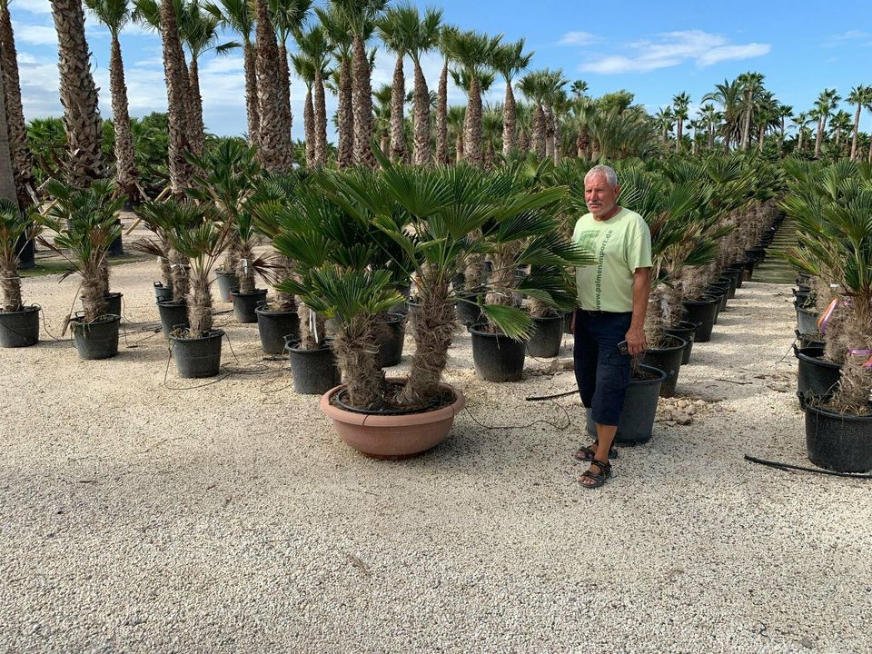 Trachycarpus wagnerianus Beste Hanfpalme Stammhöhe 100cm in Recklinghausen