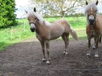 Haflinger, Edelbluthaflinger, Jährling Nordrhein-Westfalen - Stemwede Vorschau