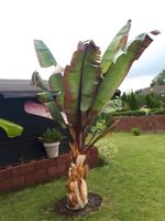 Ensete Maurelli 4 jährige Bananen Pflanze Nicht winterhart Nordrhein-Westfalen - Merzenich Vorschau
