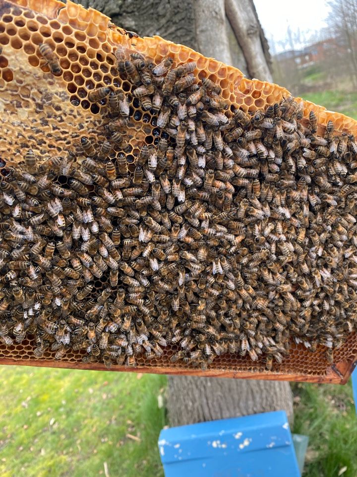 Ableger Carnica Bienen Königinnen in Bersenbrück