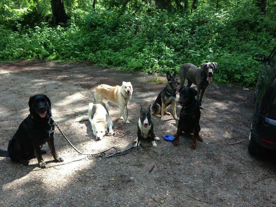 Gassiservice zert&gepr. / Hundeausführer / Dogwalker / Gassigeher in Henstedt-Ulzburg