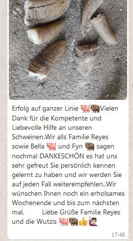 Sanfte Klauenpflege (Mini)schwein, Schaf, Ziege, Rind - Heimtier in Frankfurt am Main
