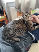 Gebe die Katze in gute Hände Schwerin - Lankow Vorschau