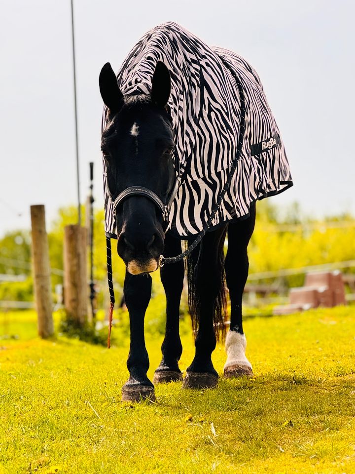 Ich suche eine Reitbeteiligung PLZ 63128 (Pferd sucht Mensch) in Neu-Isenburg