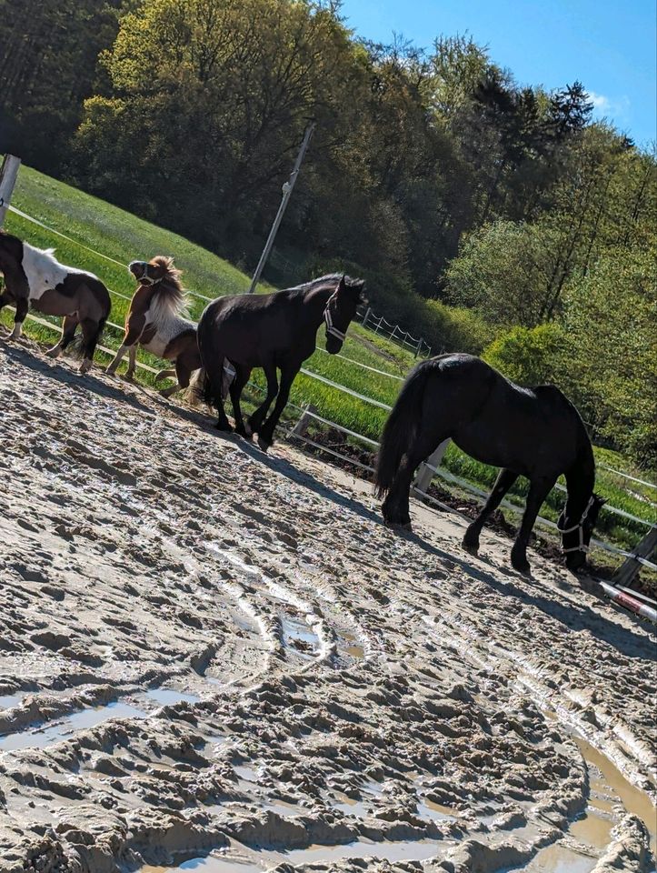 Pflege- und Reitbeteiligung Shettys in Schauenburg