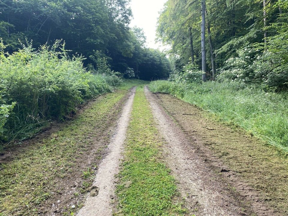 Lichtraumprofil Büsche schneiden Mulchen Gehölzschnitt in Osterode am Harz