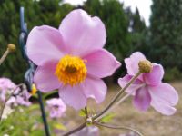 Blumensamen Stauden Samen Schleswig-Holstein - Norderstedt Vorschau