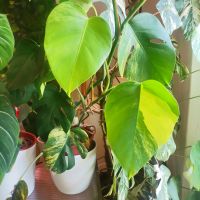 Monstera Aurea yellow Köpfsteckling Nordrhein-Westfalen - Herford Vorschau