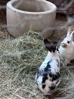 Wiesenheu / Heu für Nagetiere / Hasen / Kaninchen Nordrhein-Westfalen - Viersen Vorschau