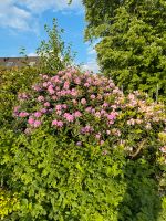 Rhododendron Wandsbek - Hamburg Farmsen-Berne Vorschau