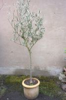 XL Olivenbaum 205 cm kräftiger Stamm Hessen - Rüdesheim am Rhein Vorschau