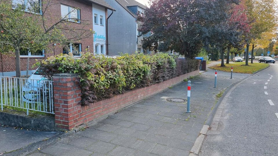 Heckenschnitt Hecke Schneiden Baumfällung Gartenpflege Rasenmähen in Bonn