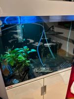 EHEIM Aquarium 200l mit Zubehör Obergiesing-Fasangarten - Obergiesing Vorschau