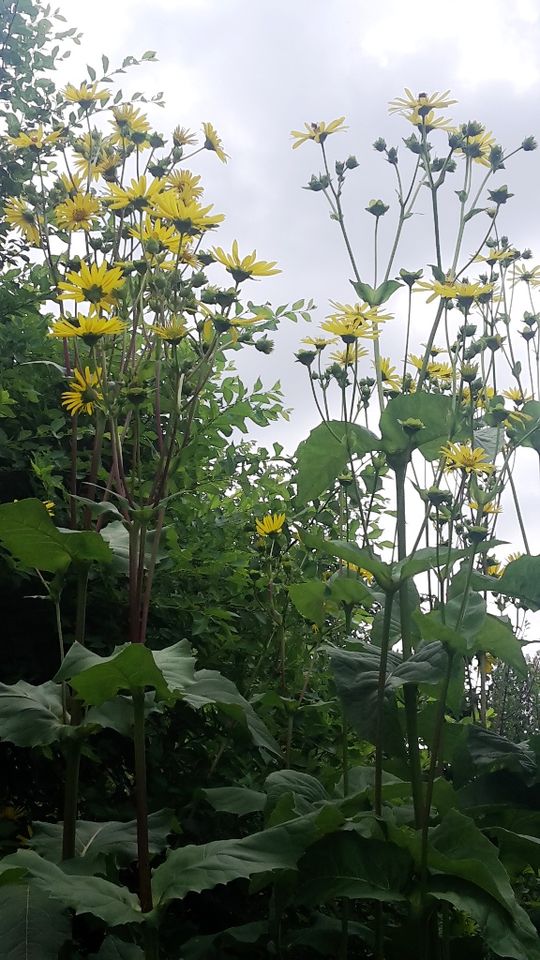Große gelbe Blumen, Riesige Gartenblumen, Sichtschutz, Pflanzen in Berlin