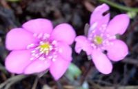 3 x Leberblümchen  Hepatica nobilis Frühlingsblüher Bayern - Erlangen Vorschau