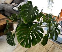 Wunderschöne gesunde Monstera Nordrhein-Westfalen - Lemgo Vorschau