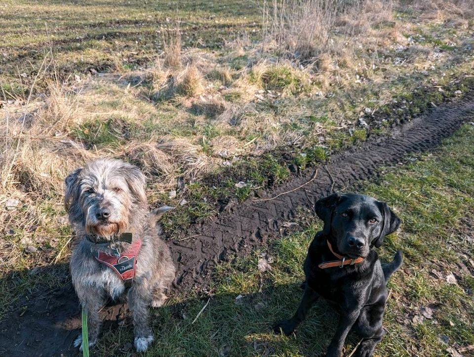 Hundetraining - Einzeltraining in Berlin