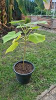 Blauglockenbaum Kaiserbaum Paulownia tomentosa Kiri Baum Klimabau Baden-Württemberg - Knittlingen Vorschau