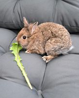 Zwergkaninchen mit Zubehör ❤️ Nordrhein-Westfalen - Brilon Vorschau