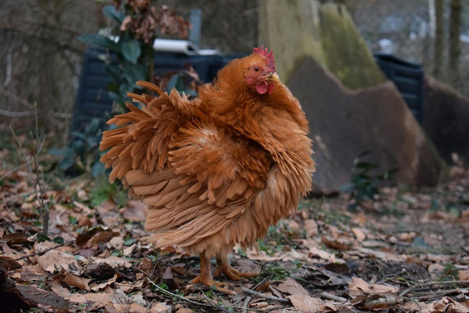 Litte Crook - süßer Strupphahn sucht ein schönes Zuhause ♥️ in Leichlingen