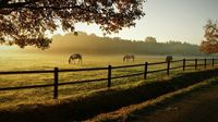 Much + 30 km: Immobilie mit der Möglichkeit der privaten Pferdehaltung gesucht! Nordrhein-Westfalen - Much Vorschau