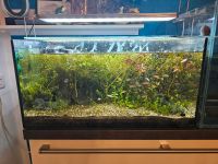 Aquarium Weißglas mit Pumpe und Beleuchtung zu verkaufen Nordrhein-Westfalen - Viersen Vorschau