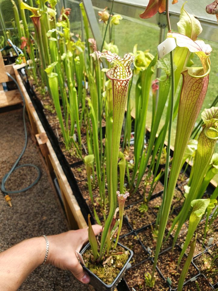 Sarracenia Leucophylla / Fleischfressende Pflanzen Karnivoren in Nußloch