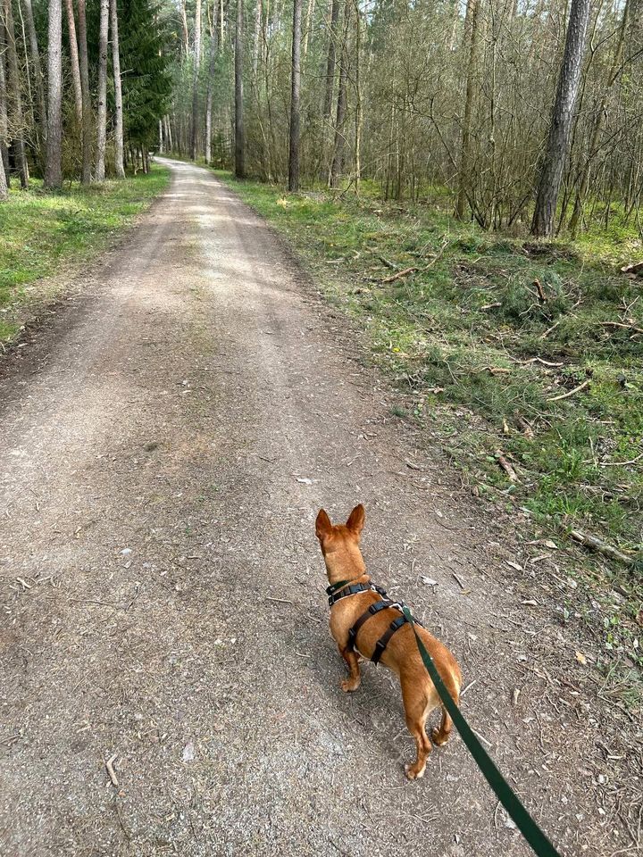 NOA Podenca Maneta Tierschutz Hund Hündin 8 in Fürth