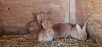 Burgunder Hasen Kaninchen Thüringen - Altenburg Vorschau