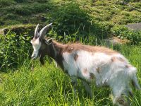 Zwergziegenbock zu verkaufen Hessen - Aarbergen Vorschau