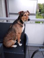 7 jähriger Schäferhund Mischling Nordrhein-Westfalen - Gelsenkirchen Vorschau