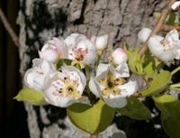 Suche Wald / Wiese / Obstbaumwiese / Acker / Garten Brandenburg - Neustadt (Dosse) Vorschau