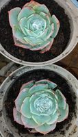 Fettblattrosette Echeveria Bayern - Rennertshofen Vorschau