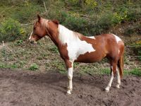 Paint Horse Wallach 2 Jahre Taliskers Spooks Gun Nordrhein-Westfalen - Freudenberg Vorschau